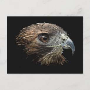 Cartes postales Red-tail Hawk pastel