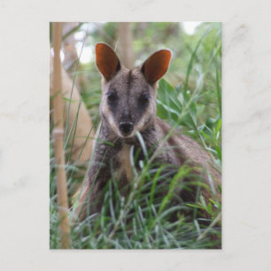 Cartes postales Rock Wallaby