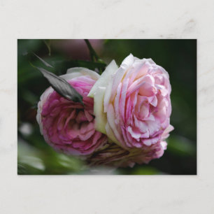 Cartes postales Roses roses - Duo rougissant