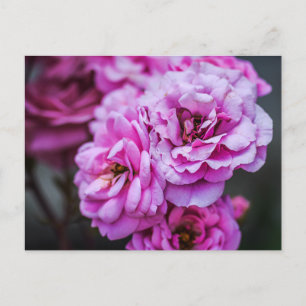 Cartes postales Roses roses tendres