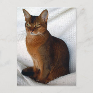 Cartes postales Ruddy Abyssinian