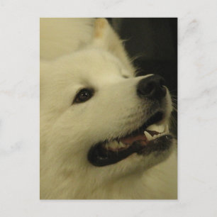 Cartes postales Samoyed Dog