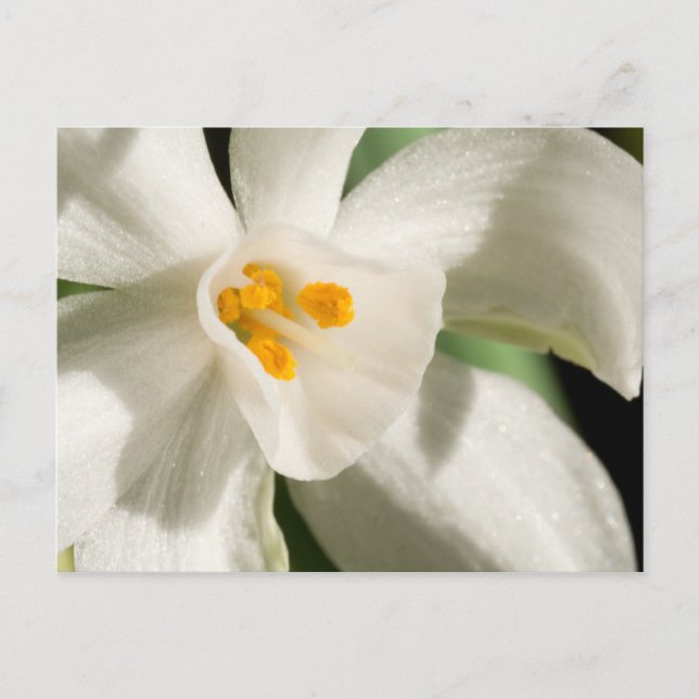 Cartes Postales Save The Date Noir Et Blanc (Devant)