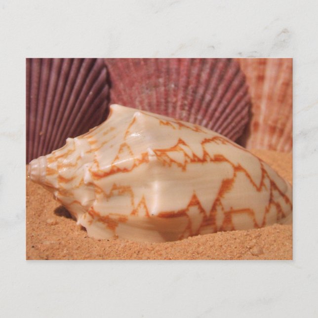 Cartes postales Shells 619 (Devant)