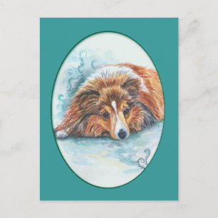 Cartes postales Shetland Sheepdog