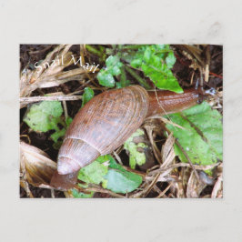 Cartes postales Snail Mail