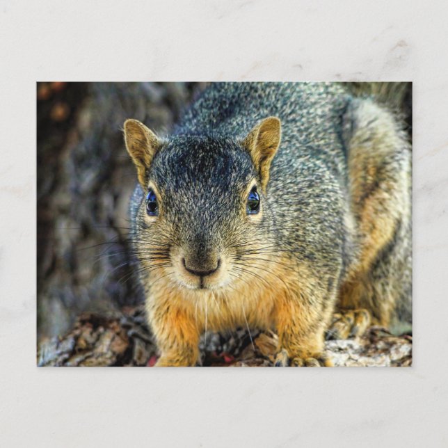 Cartes postales Sparky Squirrel (Devant)