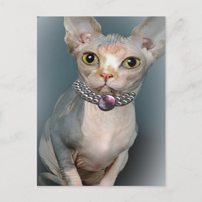 Cartes postales Sphynx Cat (Devant)