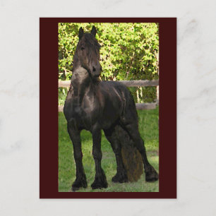 Cartes postales Stallion Peinture
