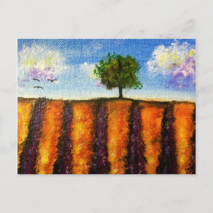 Cartes postales sur les champs de lavande