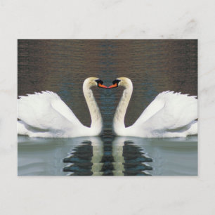 Cartes postales Swan Heart