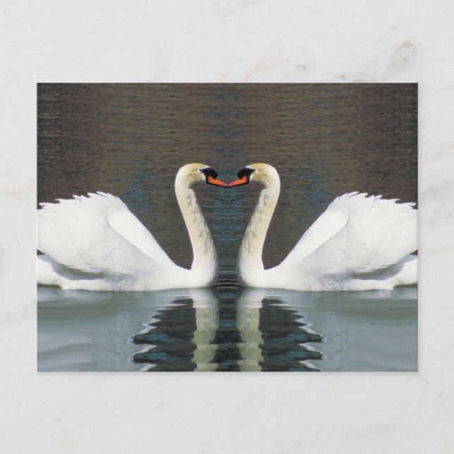 Cartes postales Swan Heart (Devant)