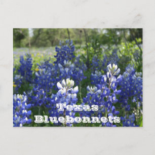 Cartes postales texanes !