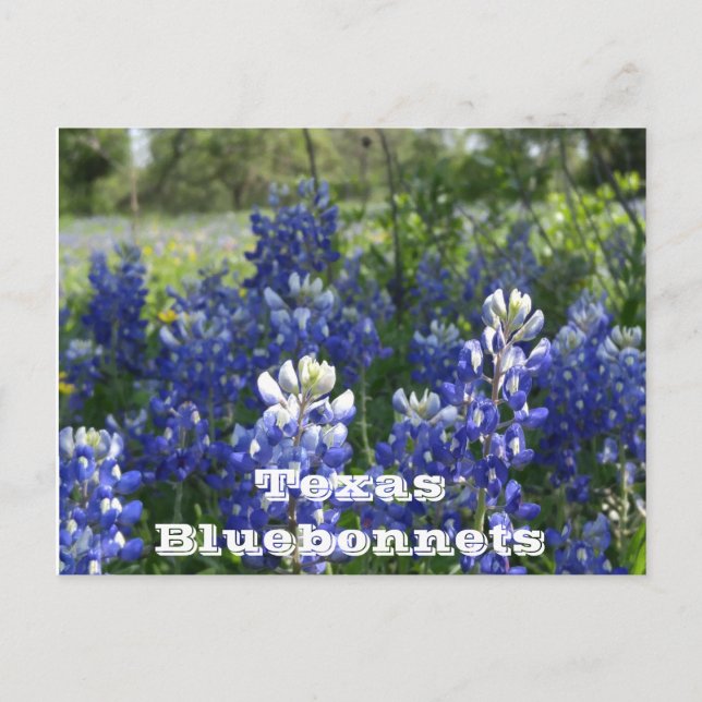 Cartes postales texanes ! (Devant)