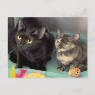 Cartes postales Tortoiseshell Kitten/Black Cat