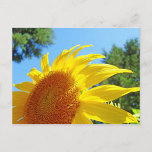 Cartes postales tournesol d'été Jardin Vert