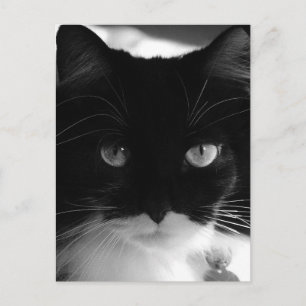 CARTES POSTALES TUXEDO CAT