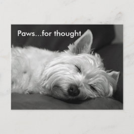 Cartes postales Westie mignonnes