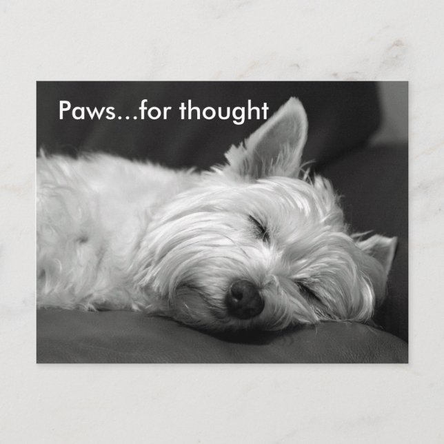 Cartes postales Westie mignonnes (Devant)