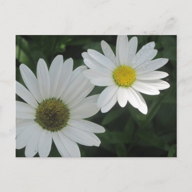 Cartes postales White Daisy (Devant)