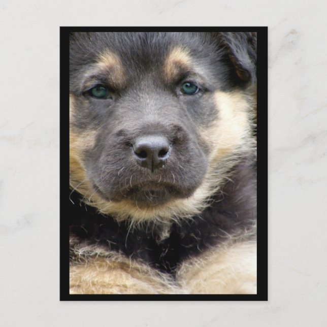 Cartes postales Wise Eyes (Devant)