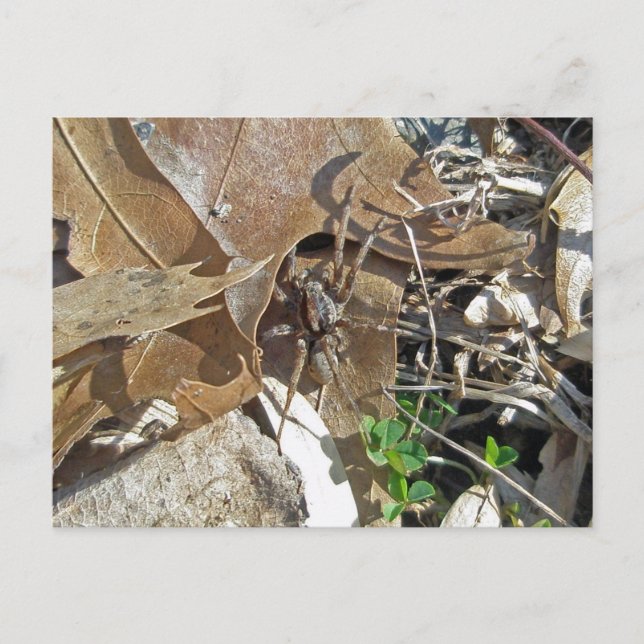 Cartes postales Wolf Spider (Gladicosa gulosa) (Devant)