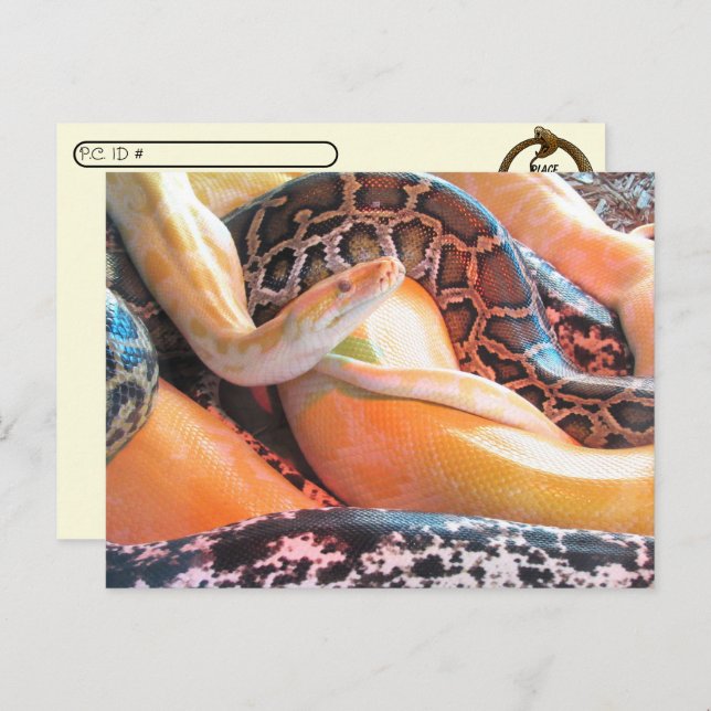 Cartes postfranchissement - Den of Snakes (Devant / Derrière)