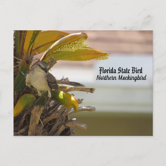 Cartes postfranchissement - Florida State Bird (Devant)