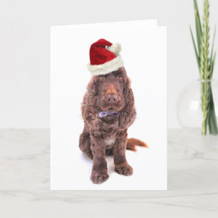 Cartes Pour Fêtes Annuelles A chocolate English cocker spaniel