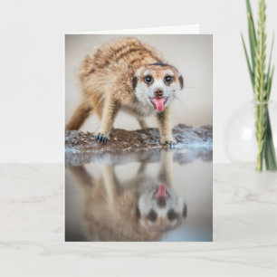 Cartes Pour Fêtes Annuelles À la votre ! Meerkat - Joyeuses Fêtes