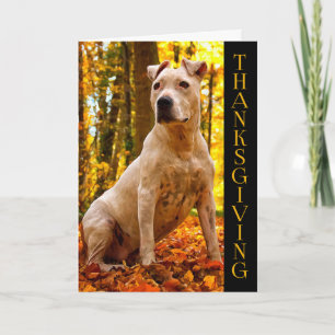Cartes Pour Fêtes Annuelles A-PAL - Thanksgiving américain du chien de