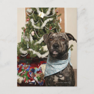 Cartes Pour Fêtes Annuelles A pit bull posing for a Christmas portrait.