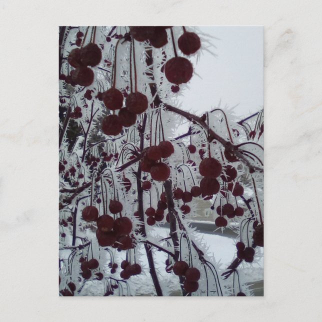 Cartes Pour Fêtes Annuelles Abri de duluth aux baies congelées (Devant)