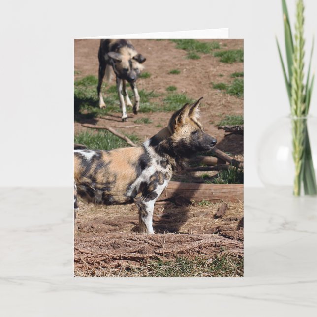 Cartes Pour Fêtes Annuelles african-wild-dog-008 (Devant)