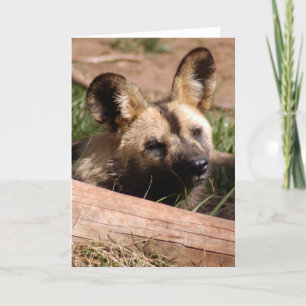 Cartes Pour Fêtes Annuelles african-wild-dog-012