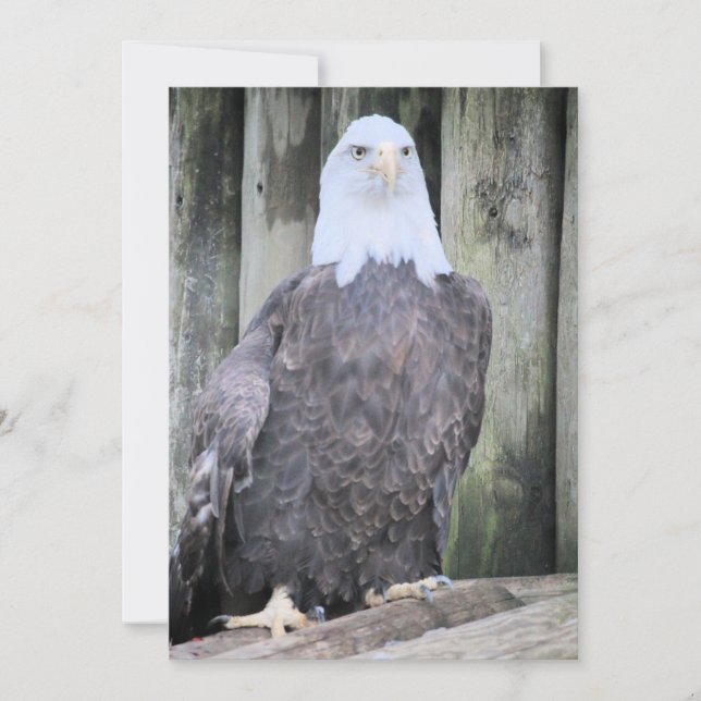 Cartes Pour Fêtes Annuelles Aigle (Devant)