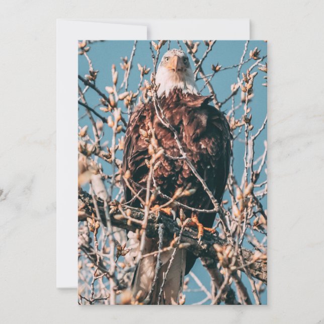 Cartes Pour Fêtes Annuelles Aigle à tête blanche américaine (Devant)
