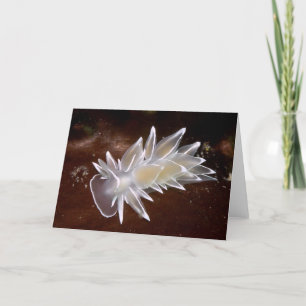 Cartes Pour Fêtes Annuelles Alabaster Nudibranch