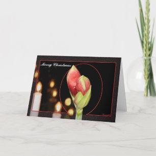 Cartes Pour Fêtes Annuelles Amaryllis Christmas