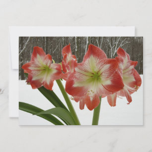 Cartes Pour Fêtes Annuelles Amaryllis dans la neige Fleurs rouges de vacances 