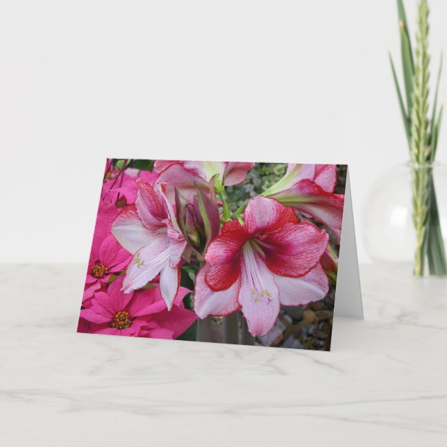Cartes Pour Fêtes Annuelles Amaryllis et Poinsettia Fleurs de Fêtes Rouges (Devant)