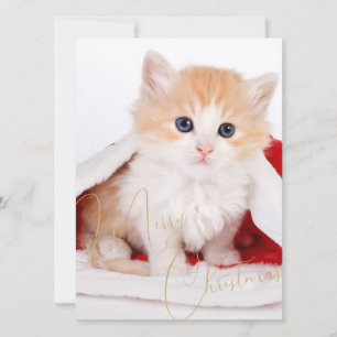 Cartes Pour Fêtes Annuelles Amoureux branchés des animaux de compagnie Joyeux 