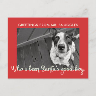 Cartes Pour Fêtes Annuelles Amusante vacances de chien de compagnie   Salutati