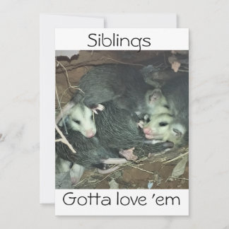 Cartes Pour Fêtes Annuelles Amusants frères Possum
