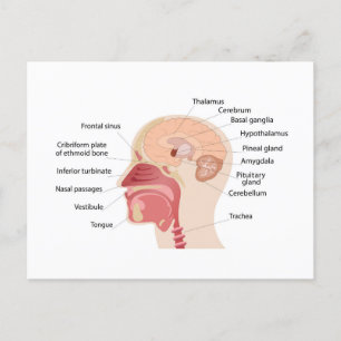 Cartes Pour Fêtes Annuelles Anatomie du cerveau et du bruit humains