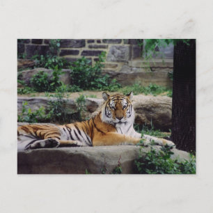 Cartes Pour Fêtes Annuelles Année du tigre