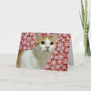 Cartes Pour Fêtes Annuelles Annie's Sweet Christmas ( Chat / Chaton )