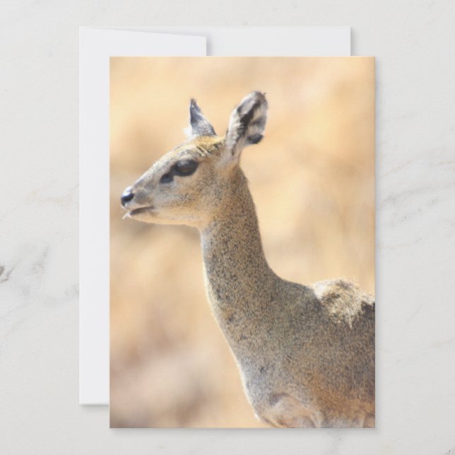 Cartes Pour Fêtes Annuelles Antélope de Klipspringer (Devant)