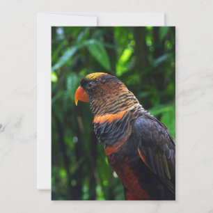 Cartes Pour Fêtes Annuelles Ara