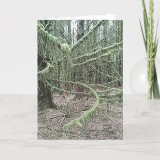 Cartes Pour Fêtes Annuelles Arbres Mousses Dans La Forêt Galloise 2025